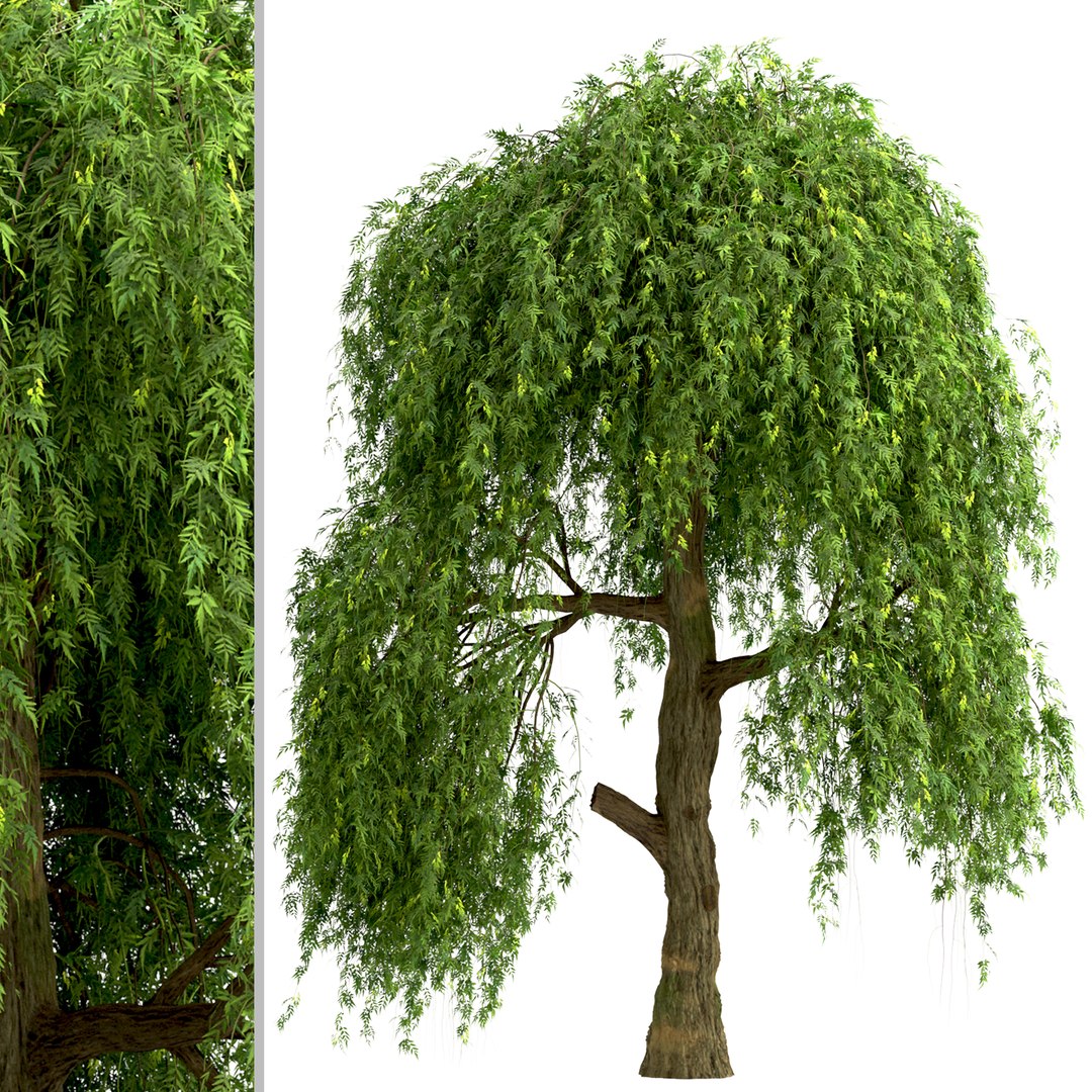 3d Set Of Sophora Japonica Pendula Or Japanese Pagoda Tree - 2 Trees 