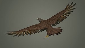 eagle bird animal nature feather wing fly flying