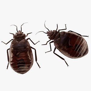 Bed Bug 02 3D model