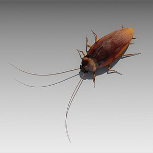 Cockroach