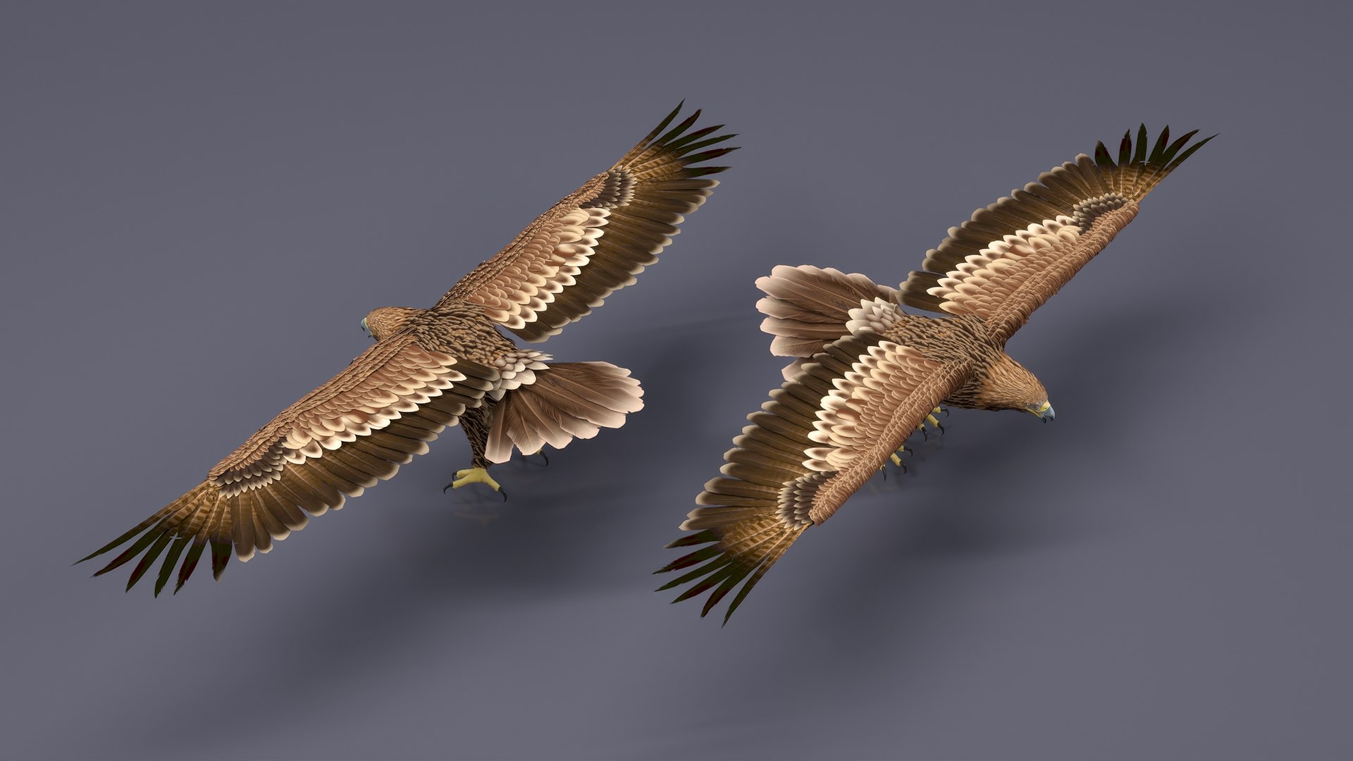 Imperial Eagle T Pose 3D model https://p.turbosquid.com/ts-thumb/1B/oZYwSK/7O/imperialeagletpose3dmodel006/jpg/1719949371/1920x1080/fit_q87/f7e5763142ee5809752c9a28af44aed6cae12423/imperialeagletpose3dmodel006.jpg