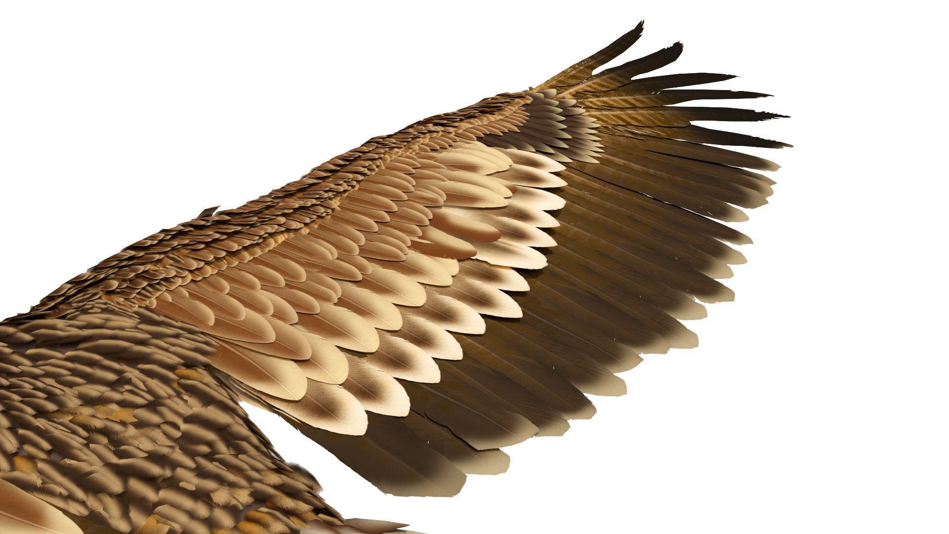 Imperial Eagle T Pose 3D model https://p.turbosquid.com/ts-thumb/1B/oZYwSK/JF/imperialeagletpose3dmodel013/jpg/1719949419/1920x1080/fit_q87/9b947f8f62e4a516ceef7640887a5a6166534c65/imperialeagletpose3dmodel013.jpg