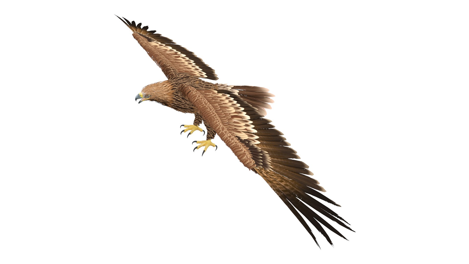 Imperial Eagle T Pose 3D model preview