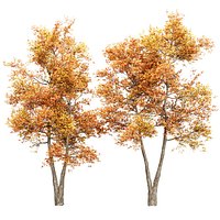 Autumn trees 557 3D Model