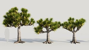 Dracaena draco a 3D model