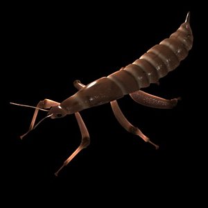 spectre insect 3d model