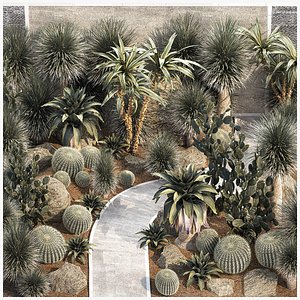 Collection of desert plants from Dracaena and Yucca Cactus