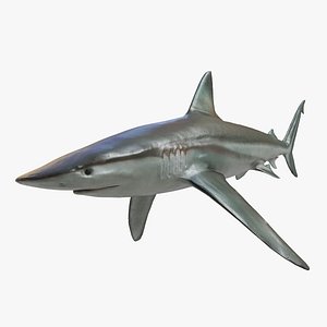 Shark
