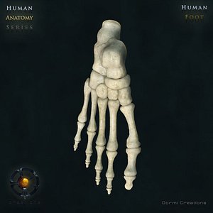 Foot bones