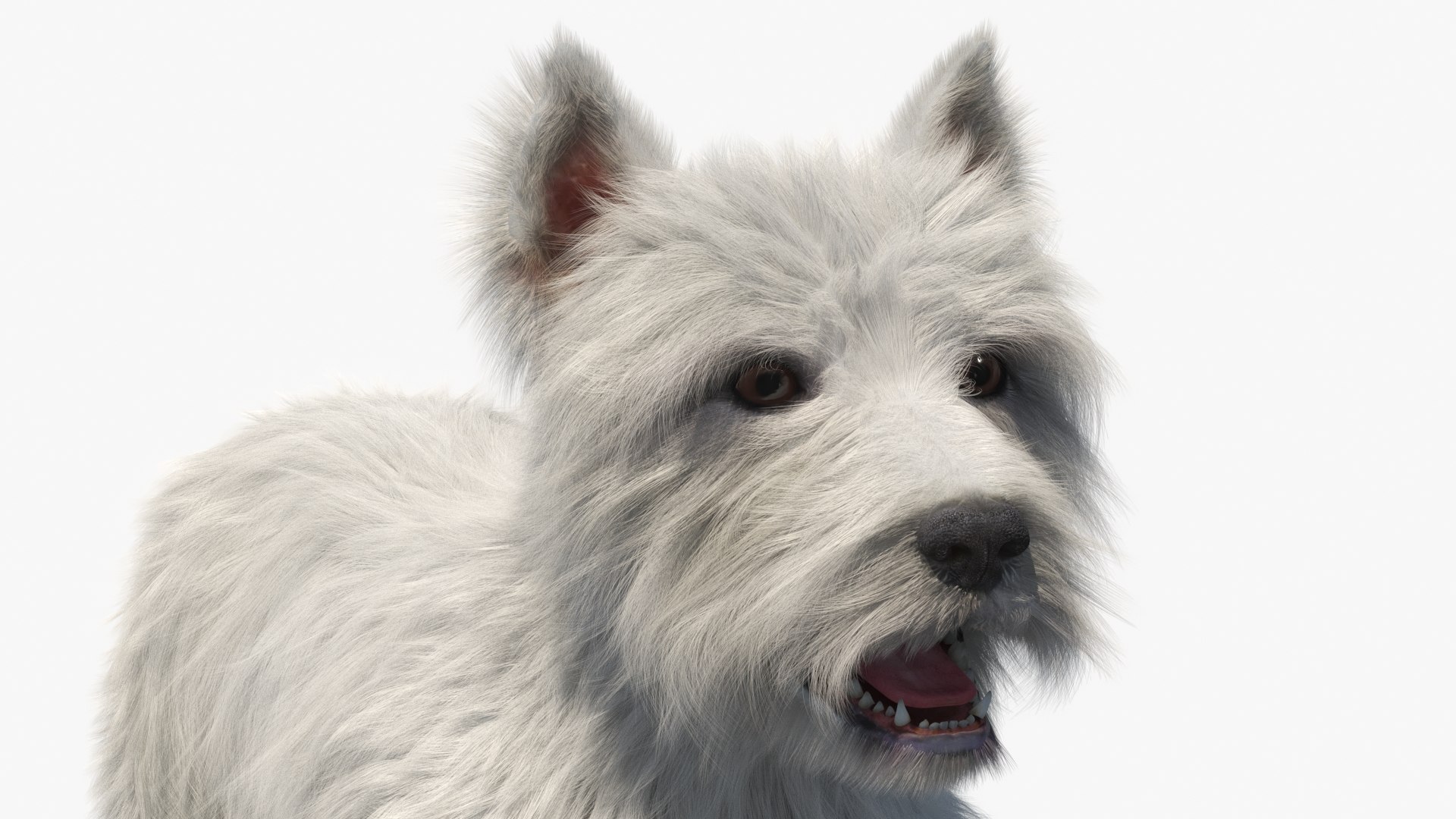 West Highland White Terrier Standard Pose Fur for Maya 3D model preview