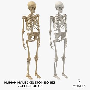 3D Human Male Skeleton Bones Collection 03 - 2 models
