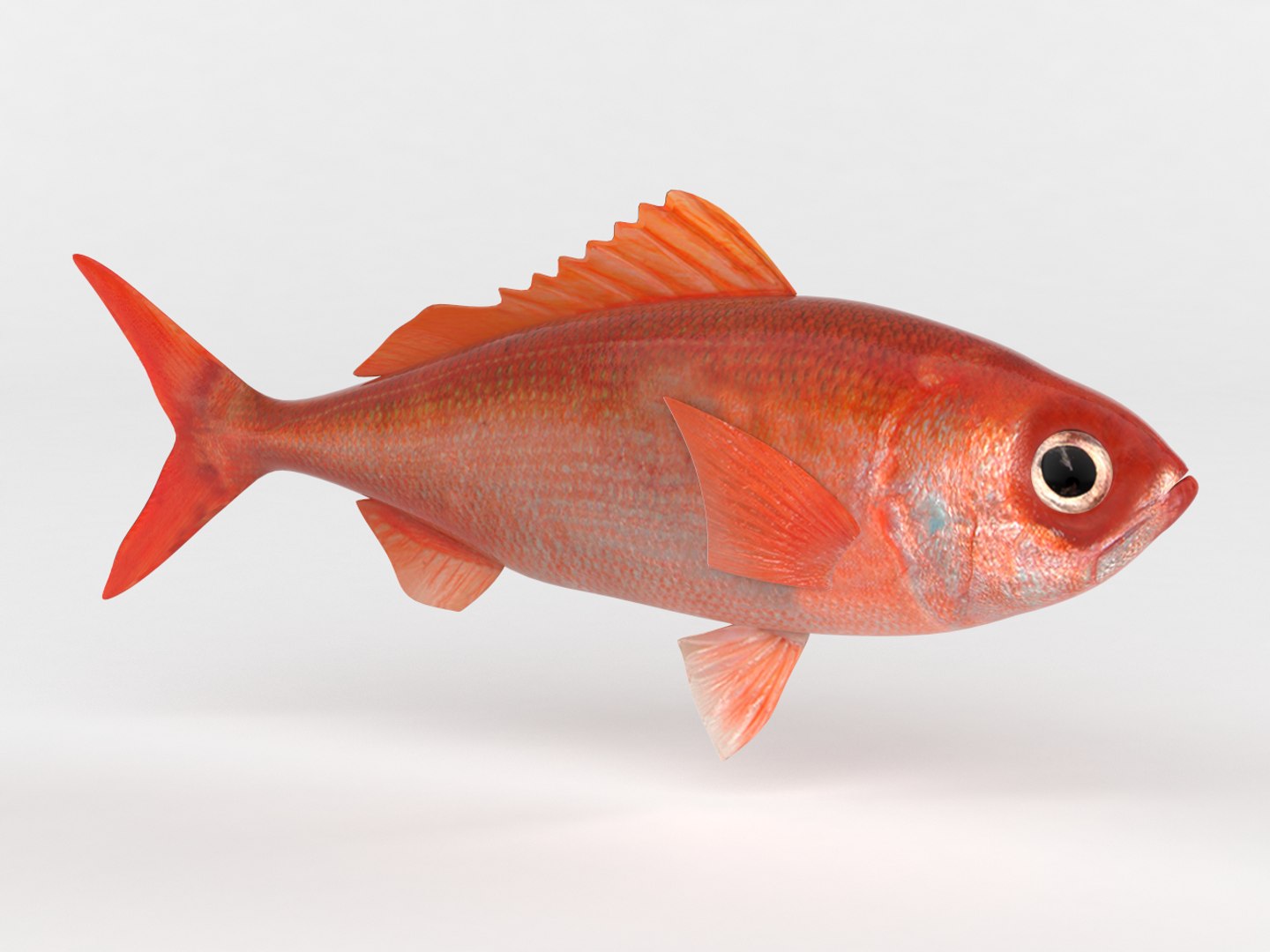 3D model ruby fish - TurboSquid 1442275