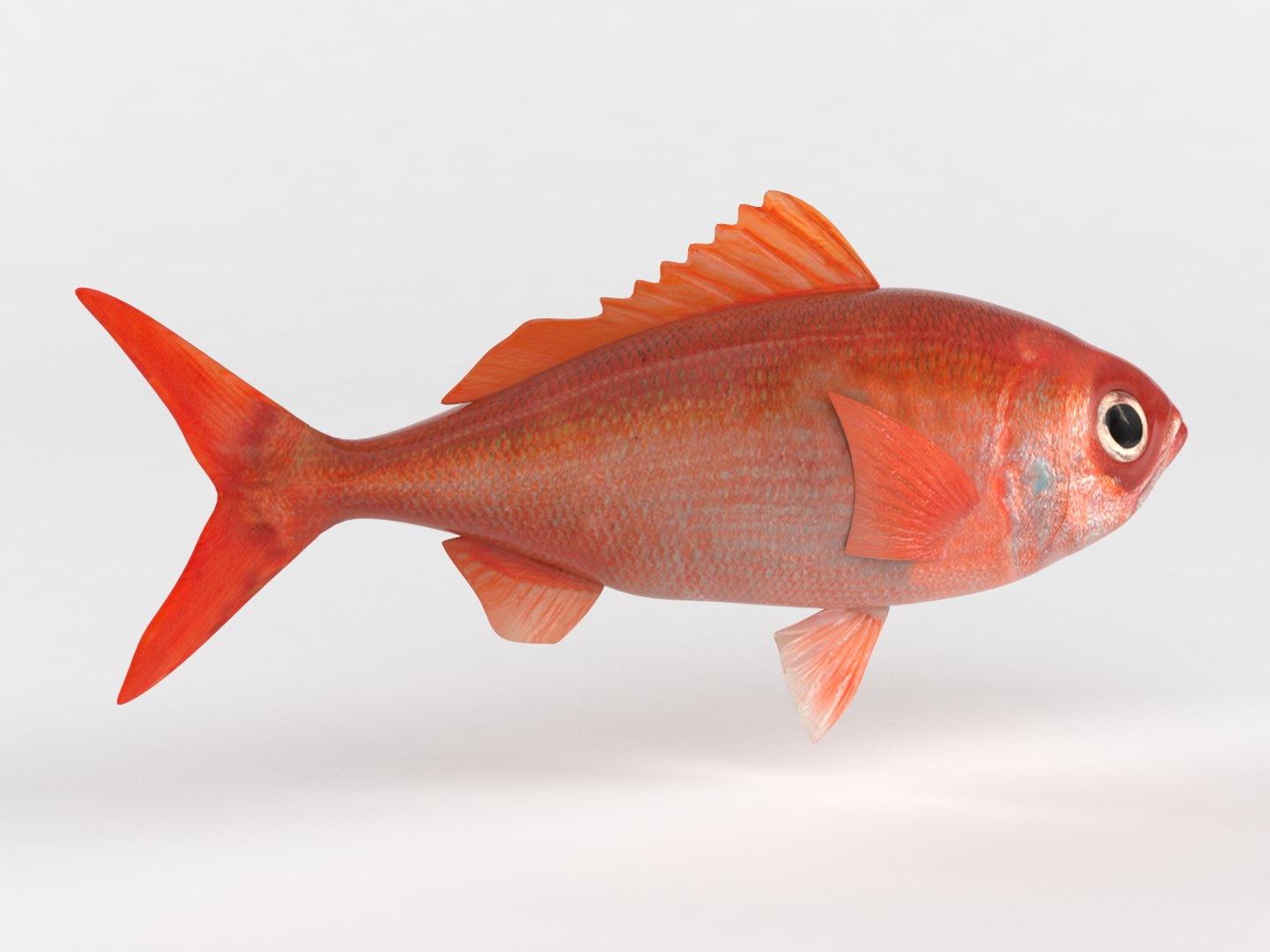3D model ruby fish - TurboSquid 1442275