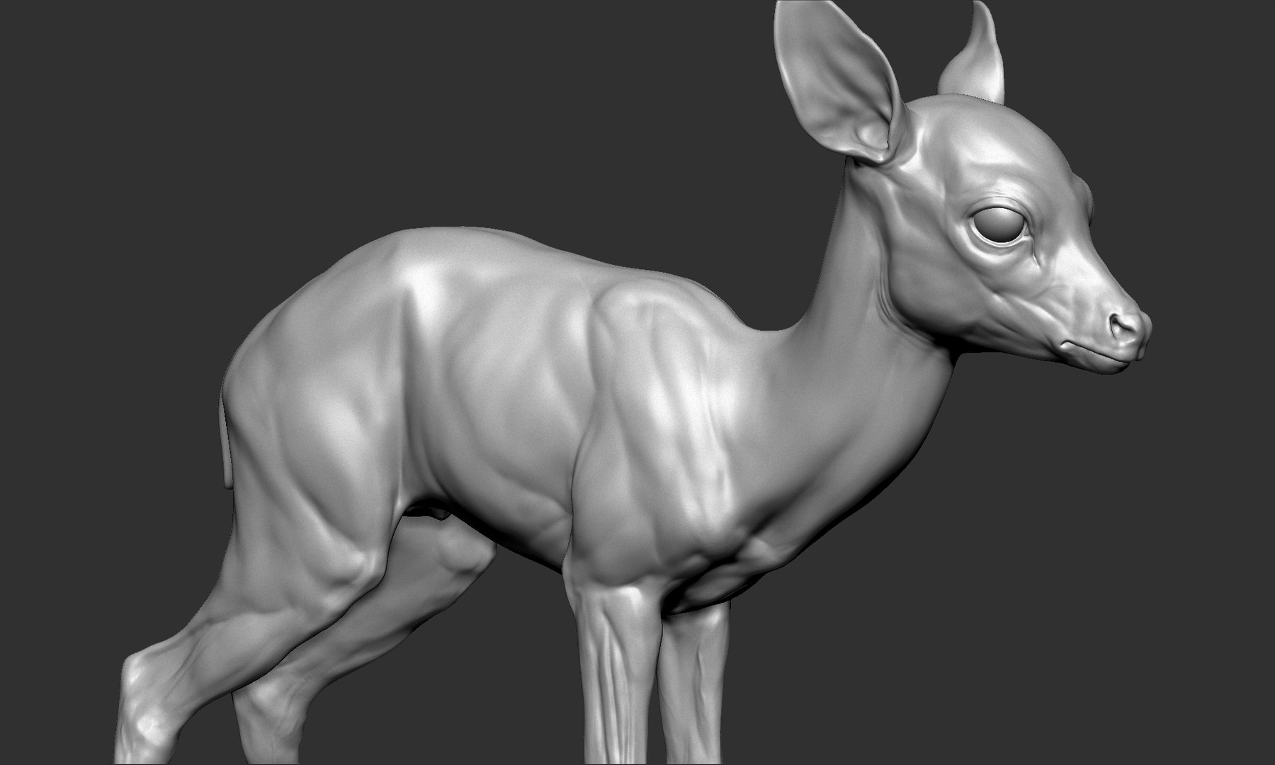 Fawn Deer Small Model - TurboSquid 1467352