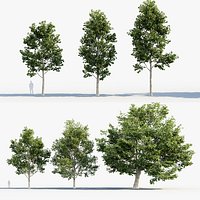 Acer platanoides Norway maple