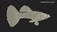 Peixe Guppy Malaquita