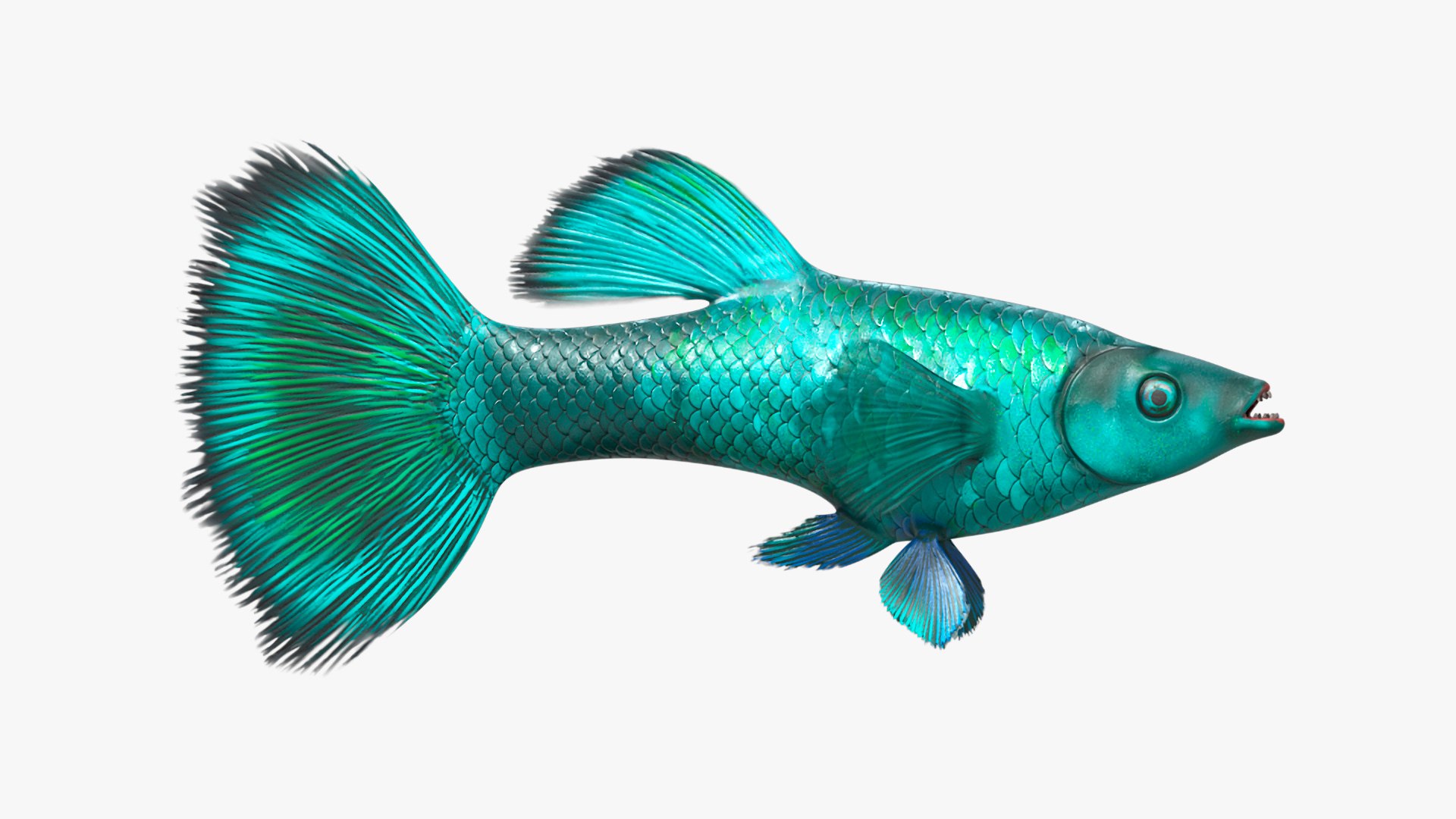Guppy Fish Malachite 3D model https://p.turbosquid.com/ts-thumb/1D/e0lHI5/XW/guppyfishmalachite3dmodel010/jpg/1724909555/1920x1080/fit_q87/c5755c8ba0fc8f68cbbe61a0885f27208fab35ce/guppyfishmalachite3dmodel010.jpg