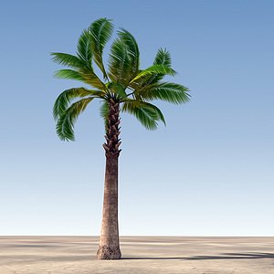 3d palm tree model