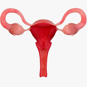 Anatomy of healthy uterus  female ovaries  vagina uterus