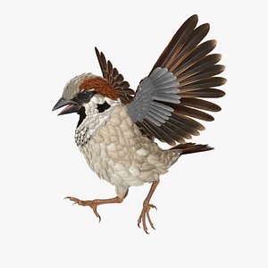 3D sparrow walking pose