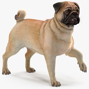 Pug Dog Fur Rigged