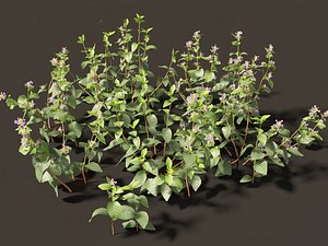Clinopodium chinense - clinopodion 3D model