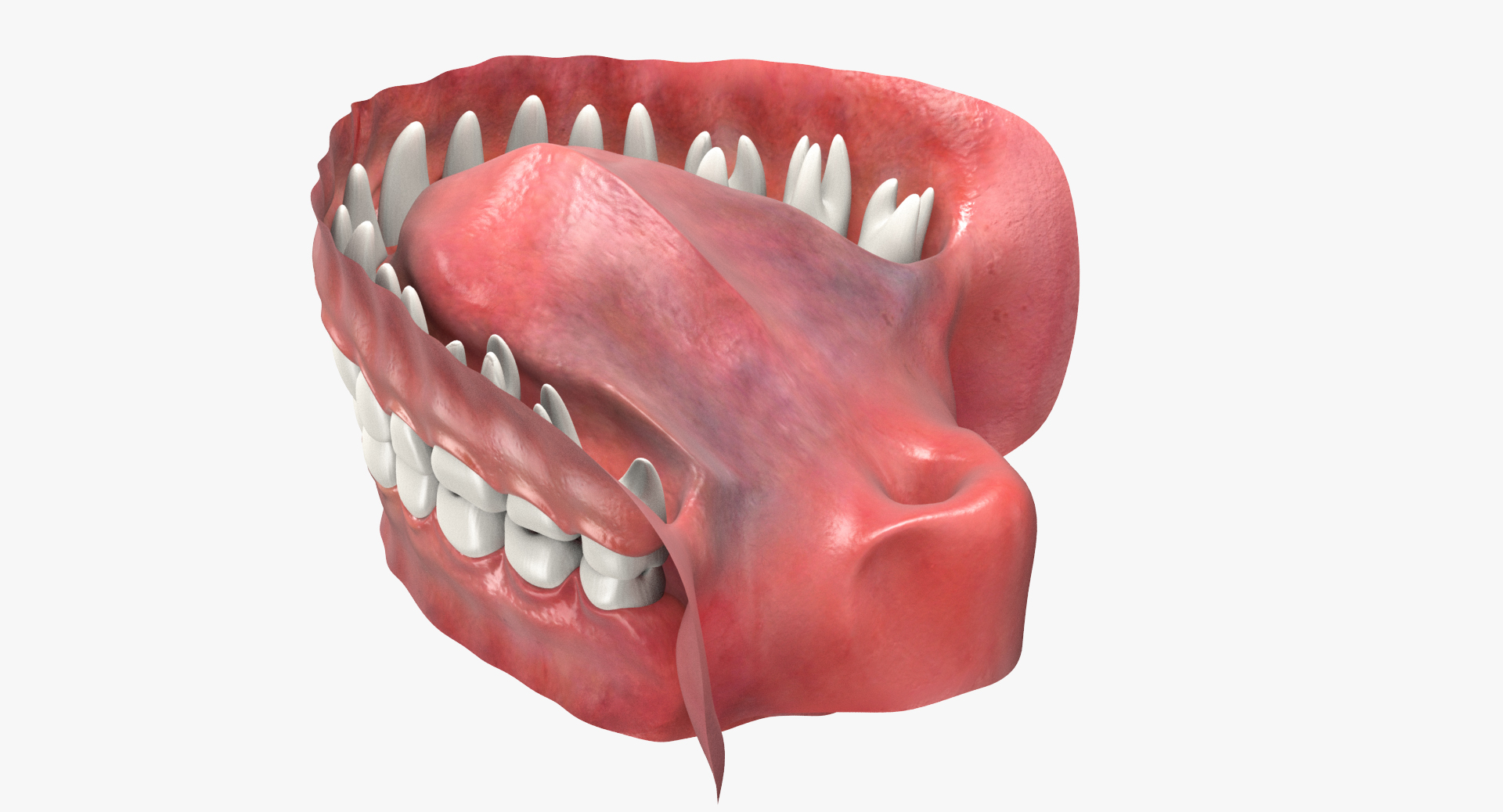 3d model jaw