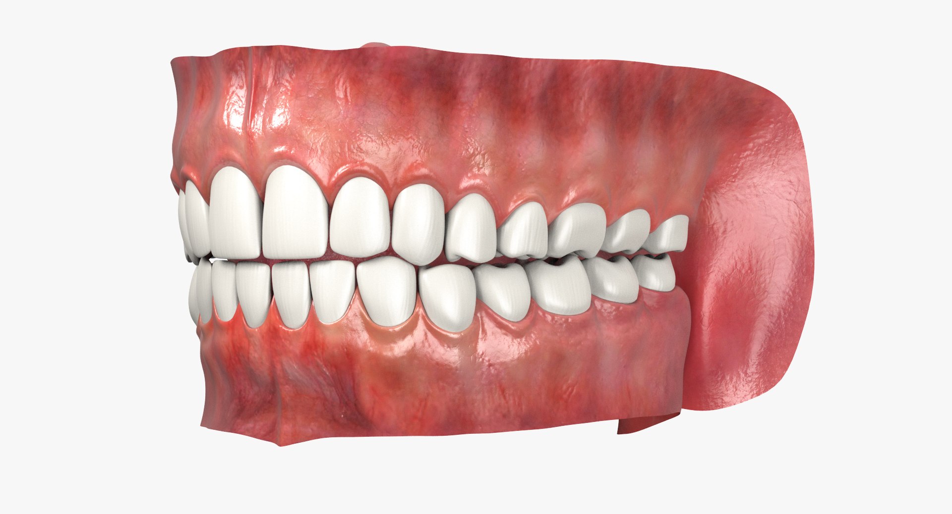 3d model jaw https://p.turbosquid.com/ts-thumb/1E/AhHcLn/VtUovDal/2/jpg/1471586645/1920x1080/fit_q87/0bf864886a424435acc083aced058b712bc28678/2.jpg