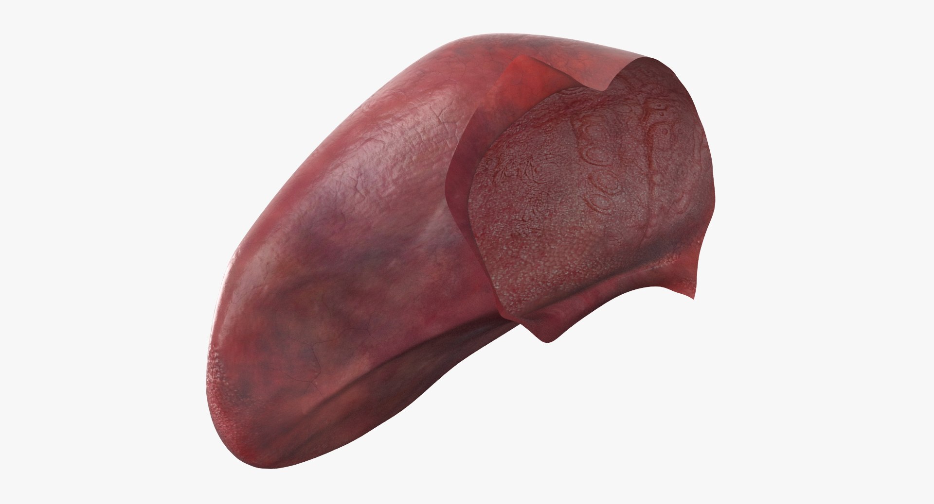 3d model jaw https://p.turbosquid.com/ts-thumb/1E/AhHcLn/ceW1bbwt/6_1/jpg/1471586645/1920x1080/fit_q87/608aa1598276e65b5392b00353f6efddf5d681fa/6_1.jpg