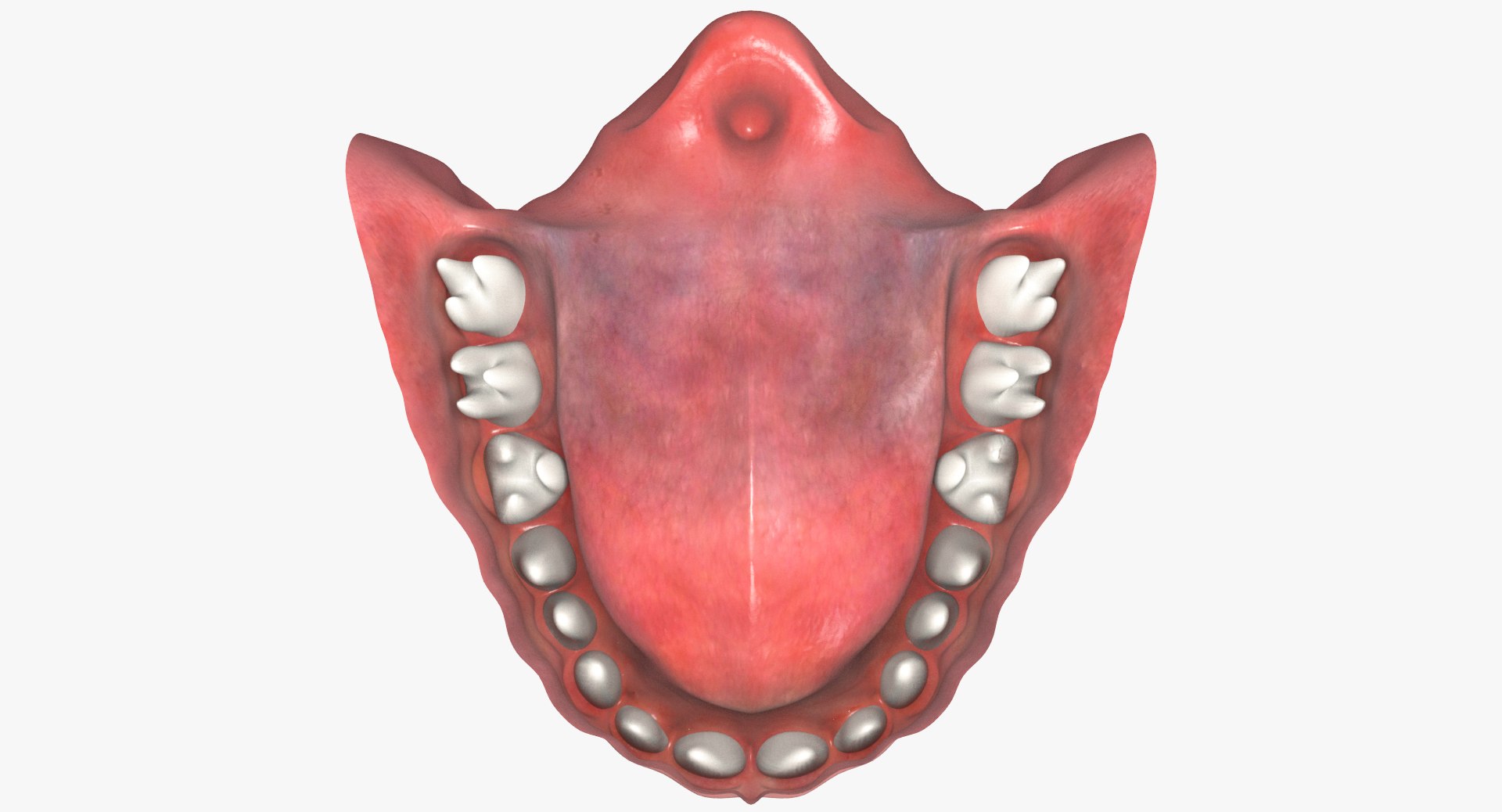 3d model jaw https://p.turbosquid.com/ts-thumb/1E/AhHcLn/e9ZrMqnv/5/jpg/1471586645/1920x1080/fit_q87/c03ee75fcef87becae089caf2c49287301380ab4/5.jpg