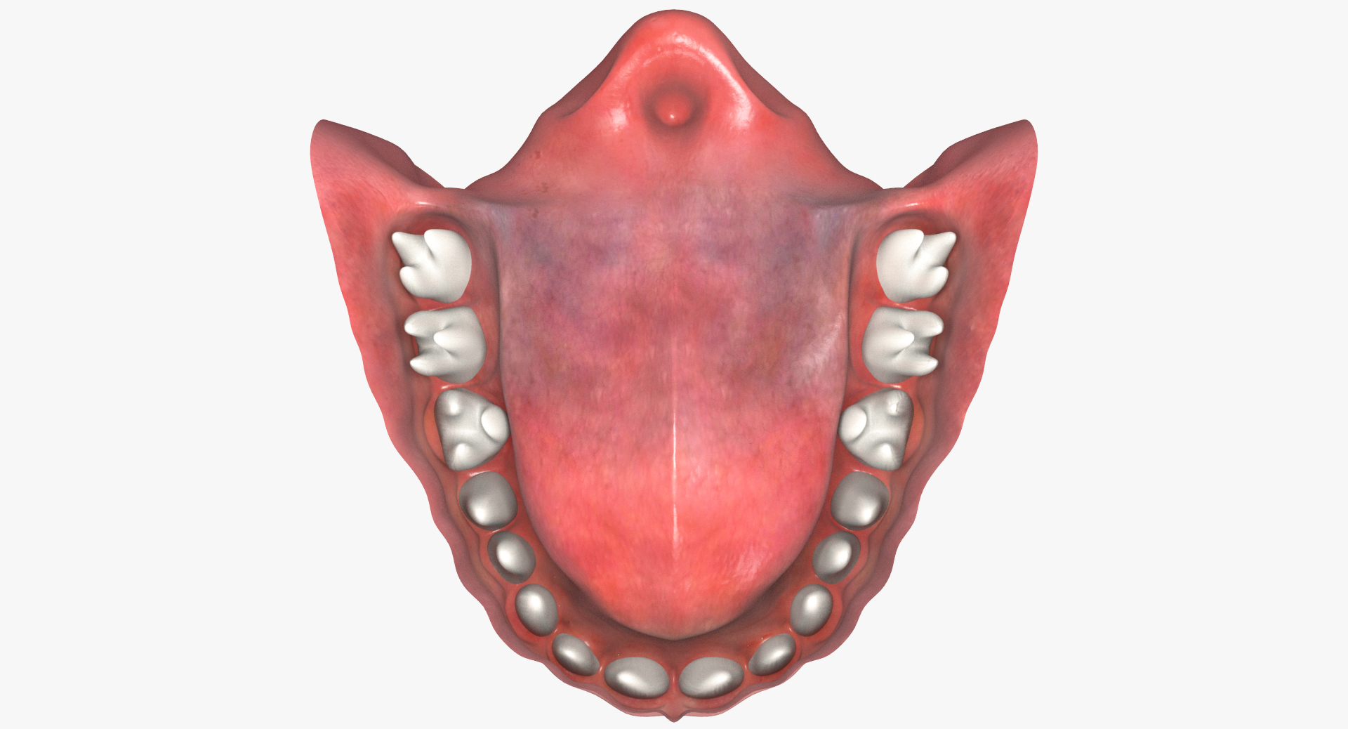 3d model jaw