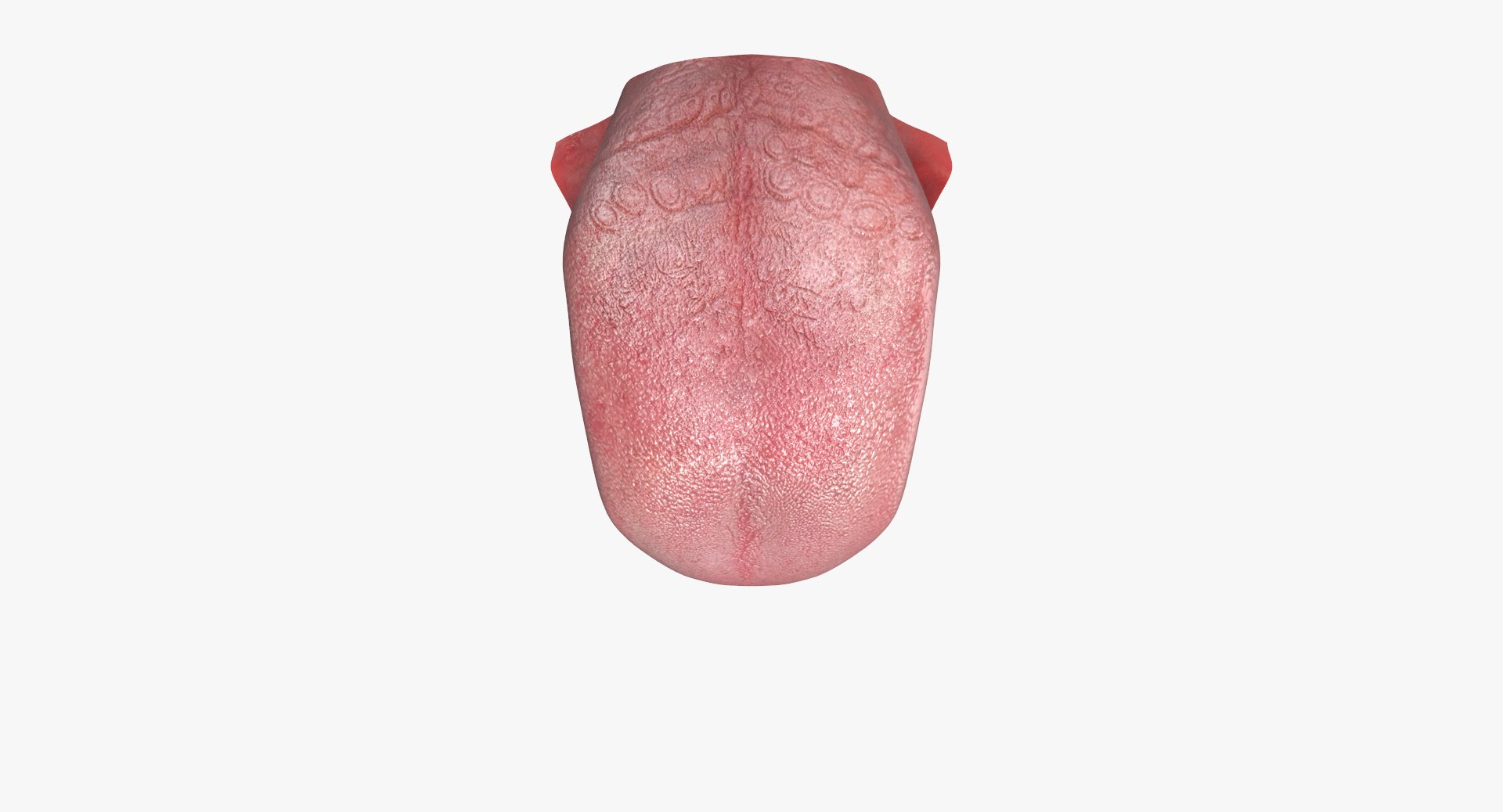 3d model jaw https://p.turbosquid.com/ts-thumb/1E/AhHcLn/ppcpwUjF/3_1/jpg/1471586645/1920x1080/fit_q87/d15d567cf70a7e24bd8557fde9b3f94a19131b60/3_1.jpg