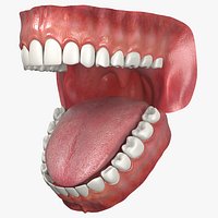 Jaw