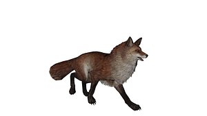 Stylized Realistic Fox model