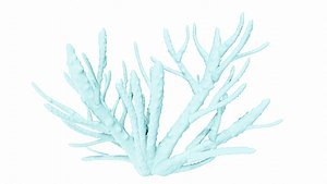 Finger Coral Reef