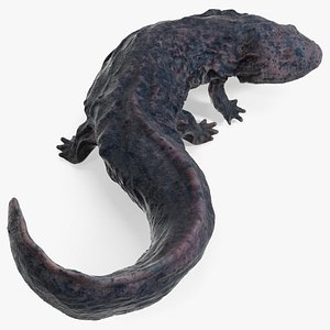 Salamander Dark Wet Lying