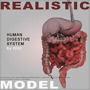 Human Digestive System