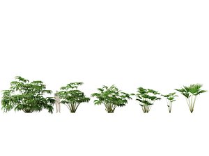 Highpoly-Low Poly - Carludovica palmata - Panama hat plant