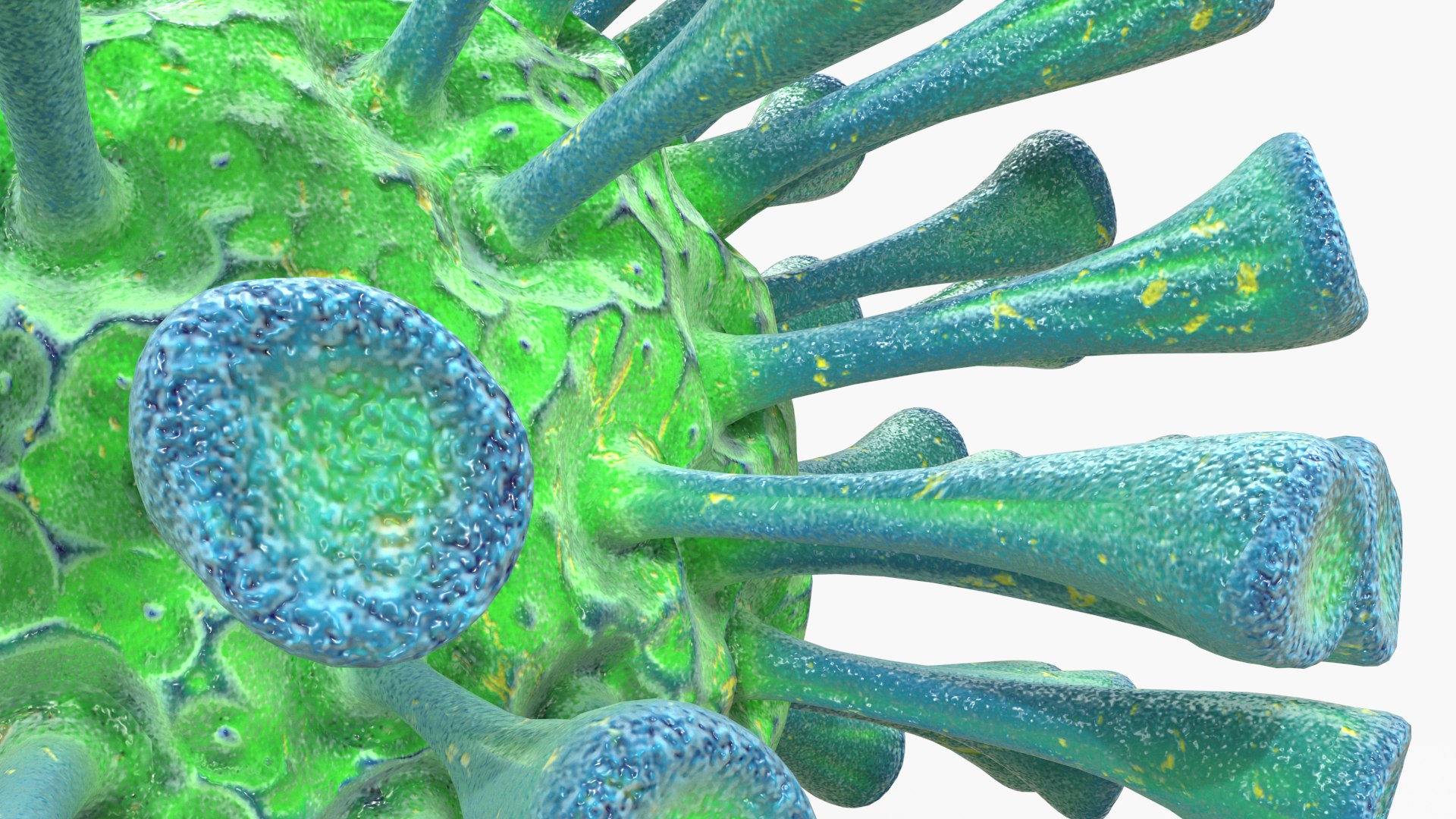 coronavirus virus corona 3D model https://p.turbosquid.com/ts-thumb/1E/UbnSO9/tClJBf5p/06_viruses/png/1594847649/1920x1080/fit_q87/42ad139e85b876c3b1ef6e1062ddebd36eca2b60/06_viruses.jpg