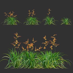Crocosmia x crocosmiiflora - Montbretia