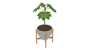 3D Japanese Aralia