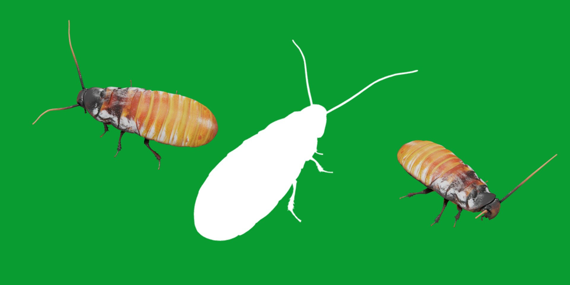 Madagascar Hissing Cockroach - TurboSquid 2377416