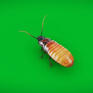 3D Madagascar Hissing Cockroach