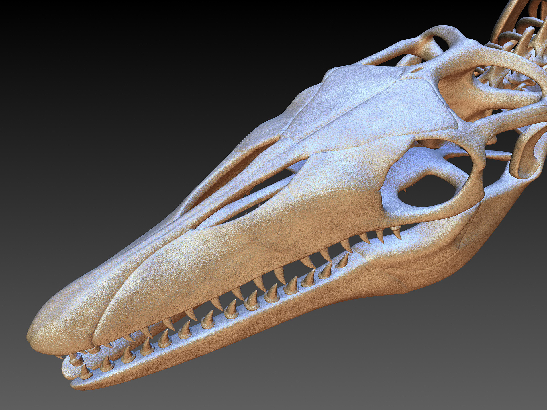 Mosasaurus skeleton model - TurboSquid 1228674