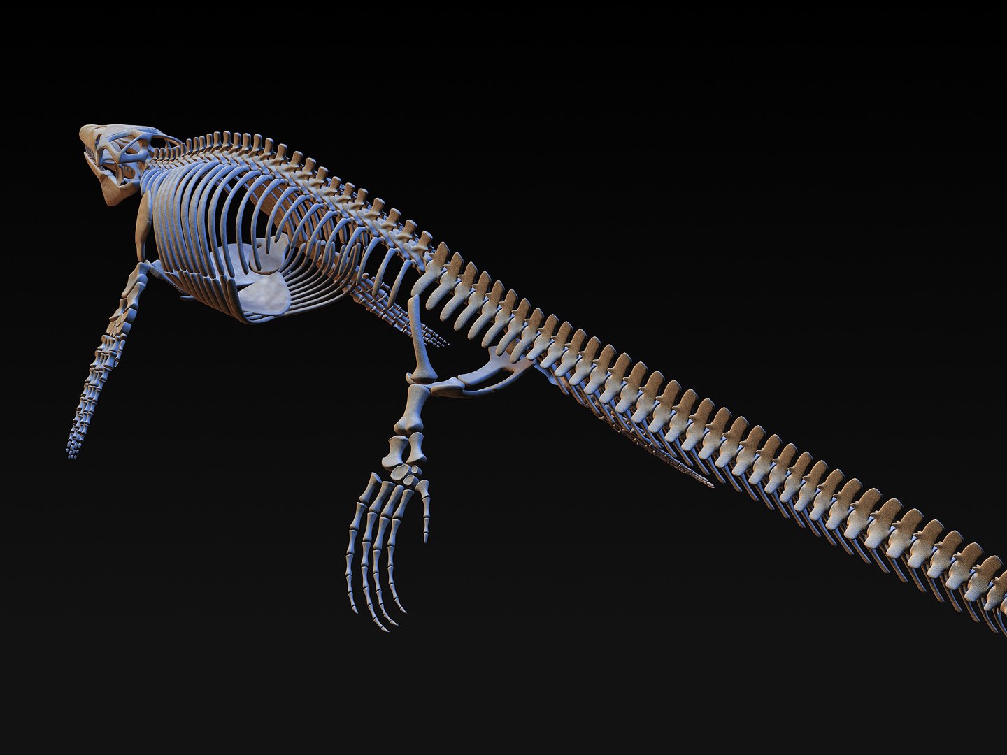 Mosasaurus Skeleton Model - TurboSquid 1228674