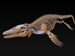 mosasaurus skeleton model