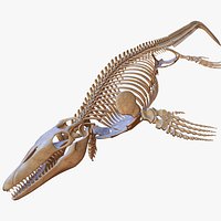 Mosasaurus Skeleton