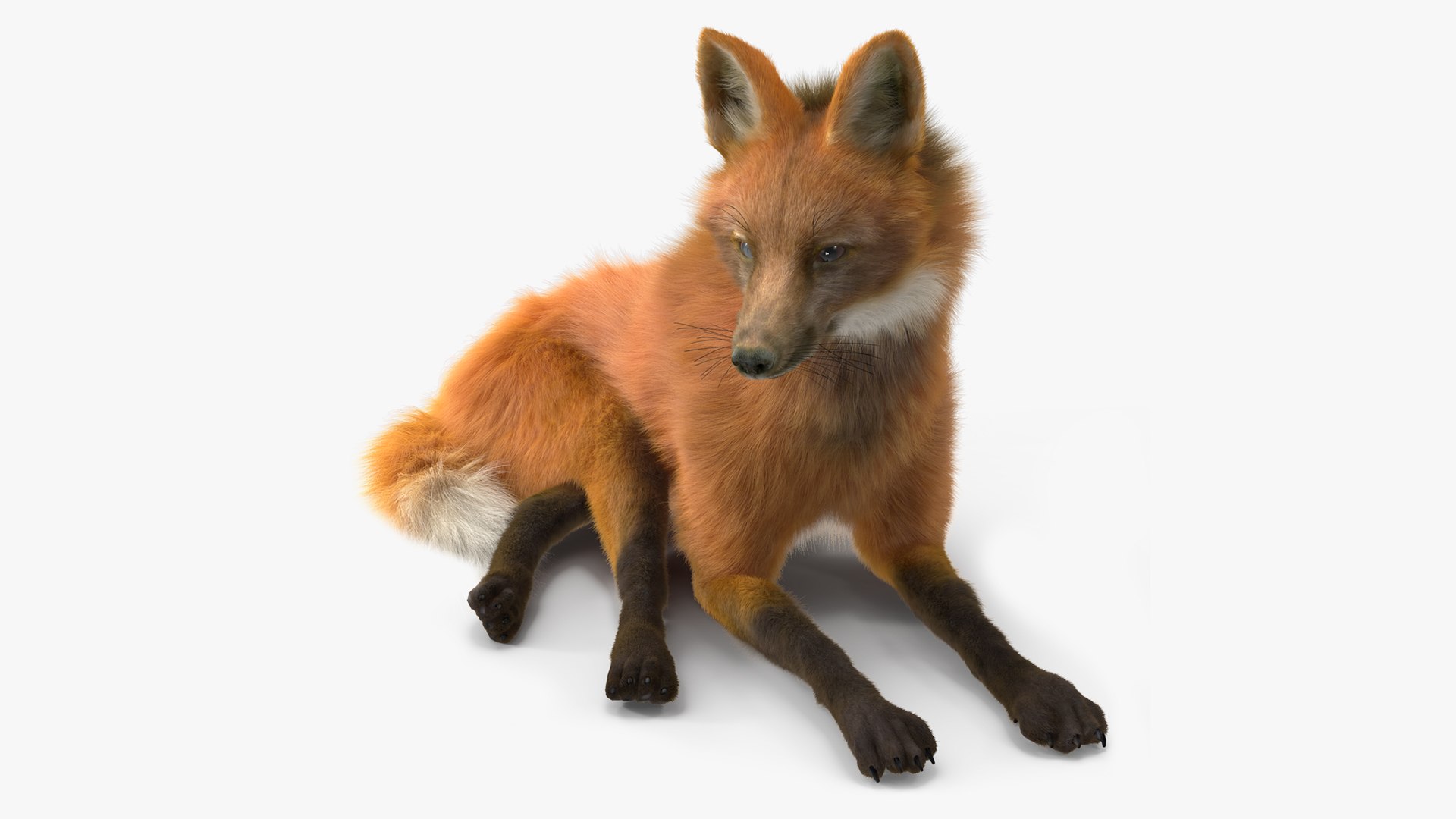 Maned Wolf Reclining Pose Fur 3D model preview