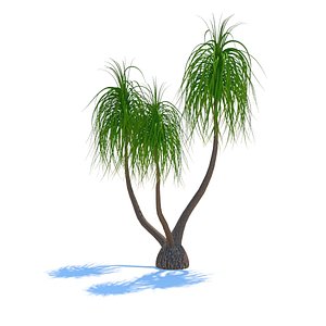 beaucarnea recurvata 3d max