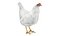 Chicken Farm Objets 11 in 1